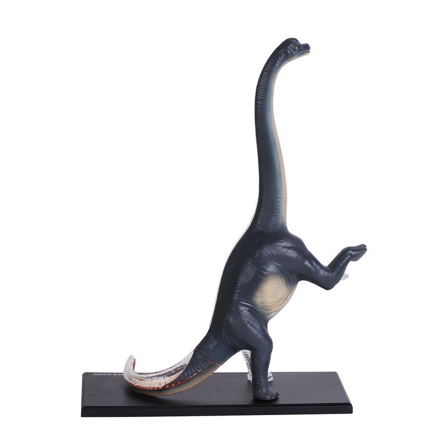 Đồ Chơi Mô Hình Giải Phẫu 4D - Khủng Long Brachiosaurus STEAM 622015