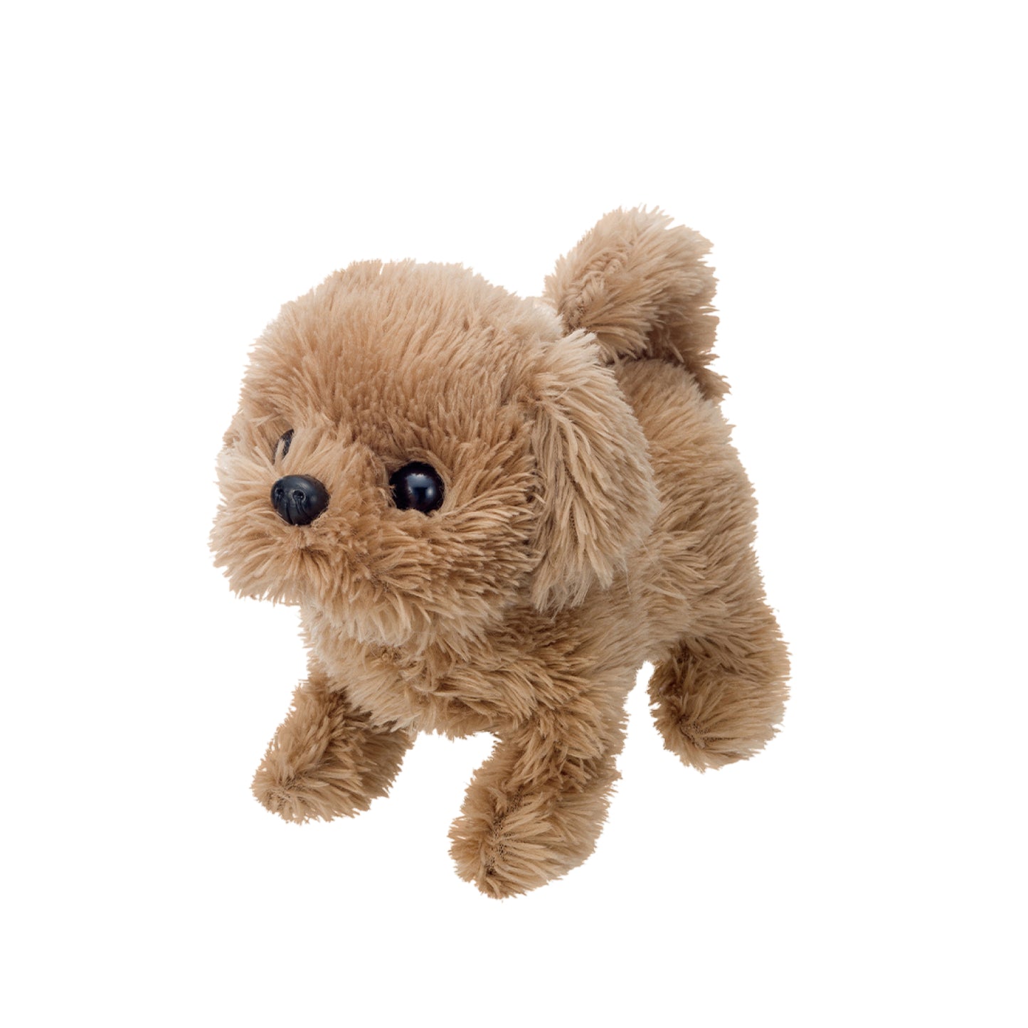 Puppy - Baby Toypoodle IWAYA 3114-7VN/JS