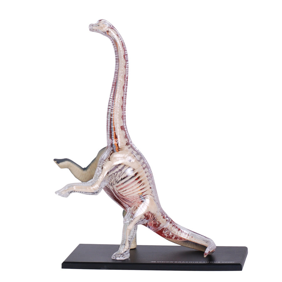 Đồ Chơi Mô Hình Giải Phẫu 4D - Khủng Long Brachiosaurus STEAM 622015