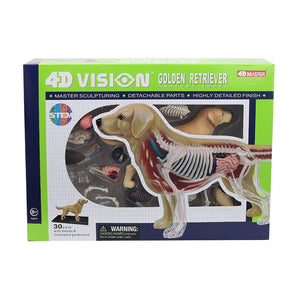 4D Anatomy Model Toy - Golden Retriever STEAM 622007